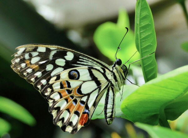 Schmetterling_web_1cl2707onevhh.jpg Schmetterling_web_1cl2707onevhh.jpg