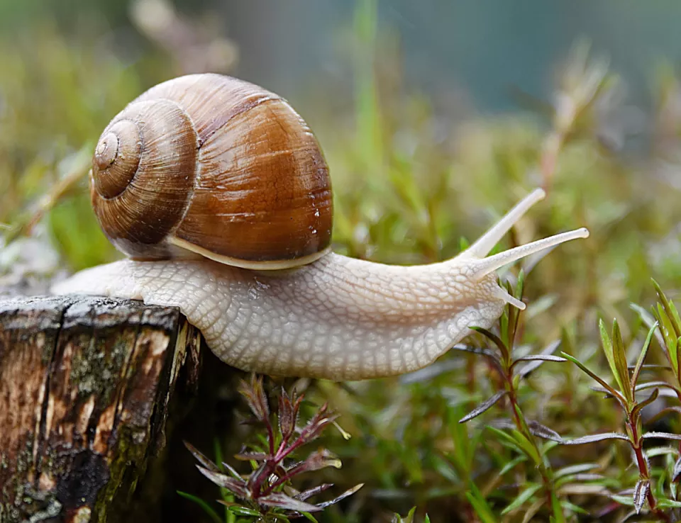 Schnecke_web_66ngsrsc303e.jpg